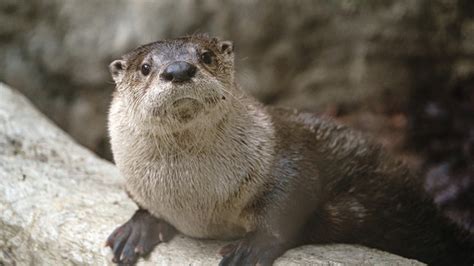 Otterly delightful: Sunshine breaks up boys club at Tennessee Aquarium in Chattanooga