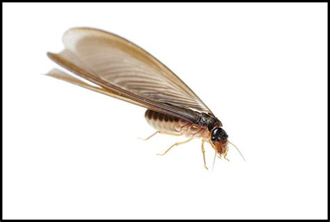 Flying Ant Vs. Termite – Identify What is Termite or Ant Damage