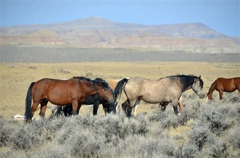 Are Wild Horses Dangerous? Will They Attack? – Just for my Horse