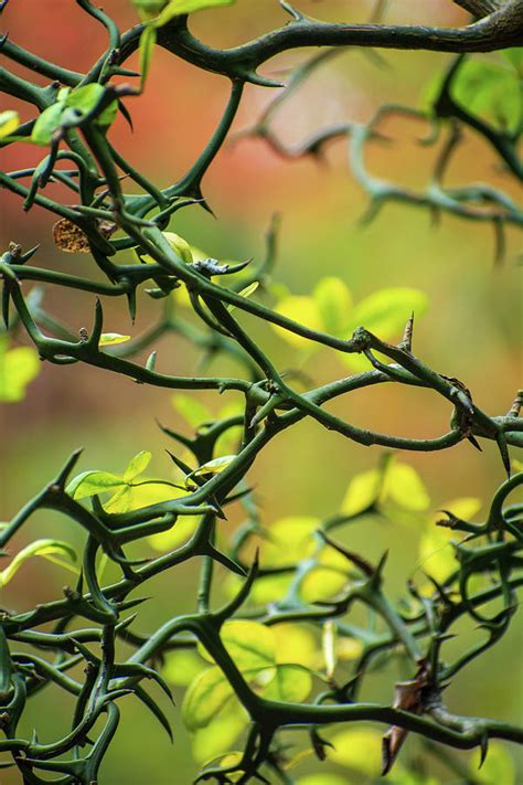 Thorn Bush Photograph by Mary Ann Artz - Fine Art America