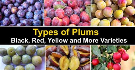 Types of Plums: Black, Red, and More Varieties (With Pictures)