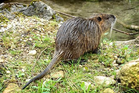 Coypu 1080P, 2K, 4K, 5K HD wallpapers free download | Wallpaper Flare