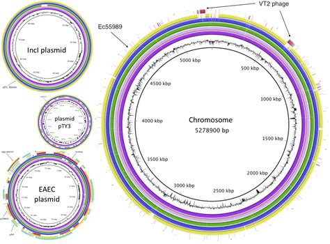 Chromosomes, Bacterial