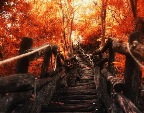 Wallpaper : sunlight, trees, landscape, forest, fall, nature, red, path, walkway, autumn, season ...