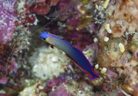 Decorated Dartfish (Nemateleotris decora) - Bali Wildlife