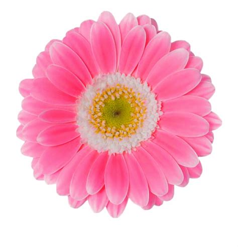 single pink daisy clipart 10 free Cliparts | Download images on ...