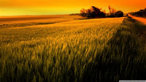 Sunset Over Wheat Field wallpaper - 1001378