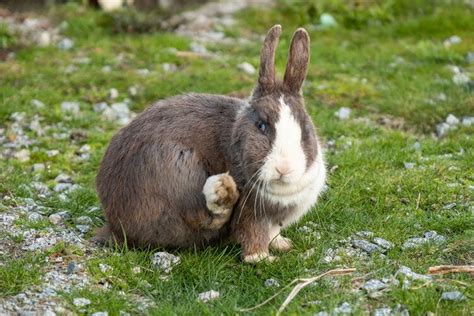 How to Get Rid of Fleas on Rabbits (Fast & Easy) | Pet Keen