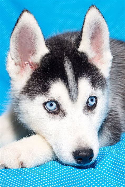 Cute puppy with blue eyes +8 Pics with other cute animals | Cute husky puppies, Cute animals ...