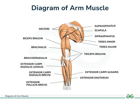 Arm Muscles Diagram and Anatomy - GeeksforGeeks