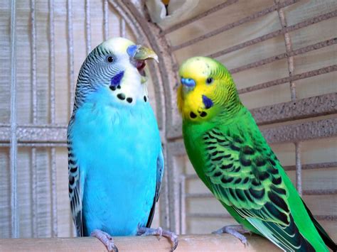 Free photo: Parakeets - Bird, Birds, Flight - Free Download - Jooinn