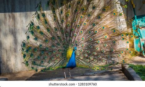 Photo Beautiful Feathers Indian Peafowl Blue Stock Photo 1283109760 | Shutterstock