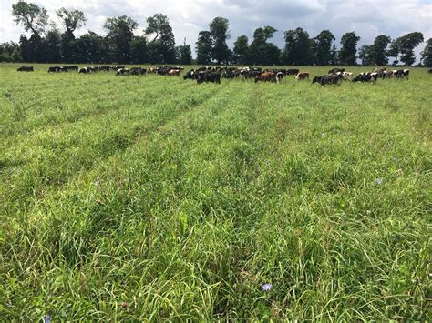 Lizzie Sagoo on Twitter: "We're setting up a new grass & herbal leys ...