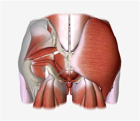 Gluteal Region: Anatomy [+video] - Lecturio Medical