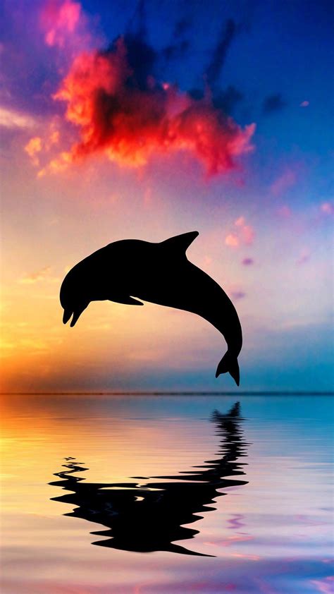 Dolphin iPhone Wallpapers - Top Free Dolphin iPhone Backgrounds ...