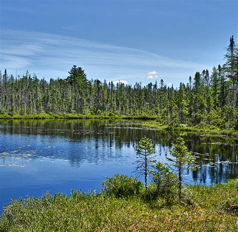 Canadian Wildlife Federation: Boreal Forest