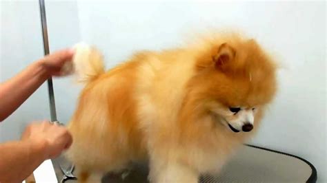 Grooming a Pomeranian | Pomeranian puppy haircut, Pomeranian puppy, Dog grooming