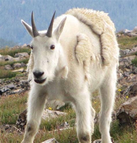 Cannundrums: Mountain Goats