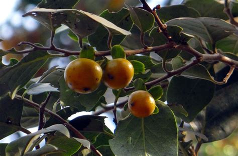 East indian ebony,diospyros melanoxylon,tendu,kendu,fruit - free image from needpix.com