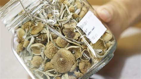 Thousands sign up to experience magic mushrooms in Oregon