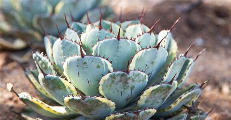 Arizona Desert Botanical Garden | Succulents and Sunshine