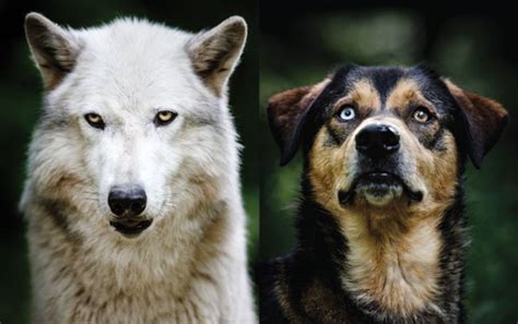 Are Wolves Related To Dogs Or Cats