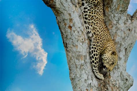 Leopard on Tree · Free Stock Photo