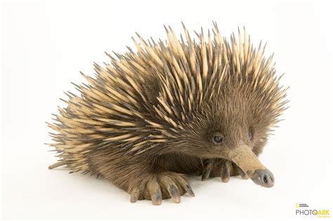 Photo Ark Home Short Beaked Echidna | National Geographic Society ...