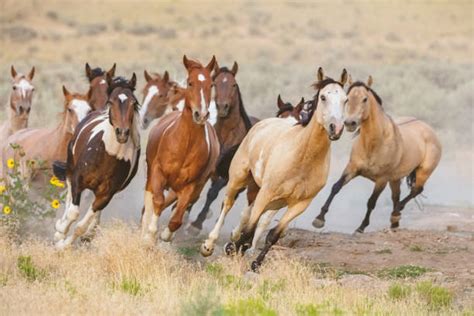 Royalty Free Wild Horses Pictures, Images and Stock Photos - iStock