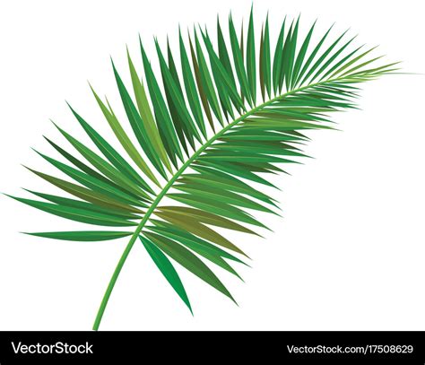 Palm tree branch Royalty Free Vector Image - VectorStock