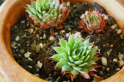 How to Make Your Own Potting Soil for Succulents