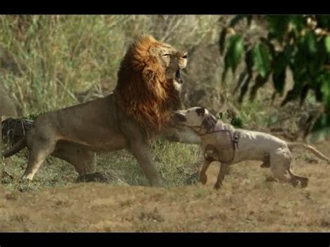 Could A Pitbull Kill A Lion