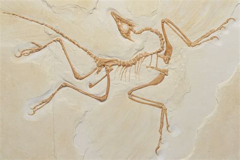 Archaeopteryx Fossil Replica - The Berlin Specimen (#219143) For Sale - FossilEra.com