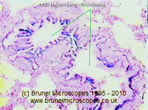 😊 Gram stain on human cells. Lab: The Cell — The Biology Primer. 2019-01-13