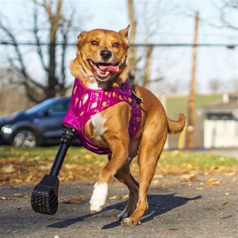 Pet prosthetics | Canine prosthetics | Bionic Pets Prosthetics