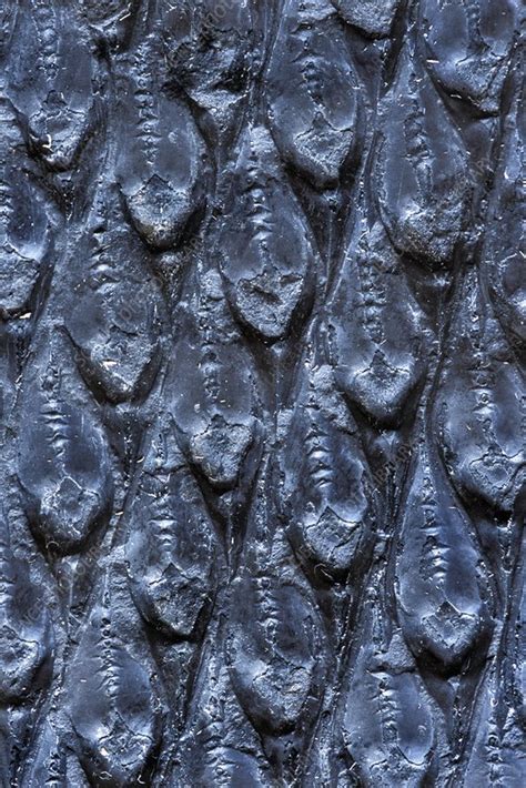 Fossilised lepidodendron bark - Stock Image - C013/2018 - Science Photo ...