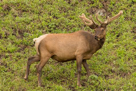 Elk Bull in Yellowstone Photograph by Natural Focal Point Photography | Fine Art America