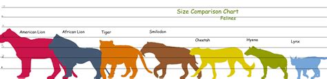 Feline height comparison chart | Wild Cats (Felidae) | Pinterest