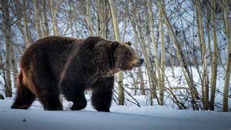 First grizzly bear of 2023 spotted waking from hibernation in Grand ...