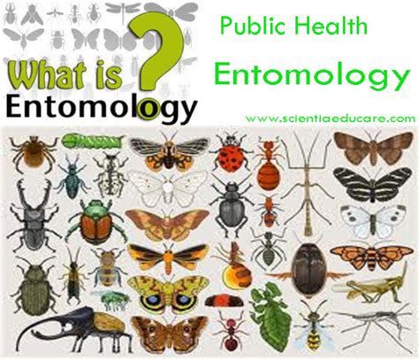 Entomology is the study of insects and their relationship to