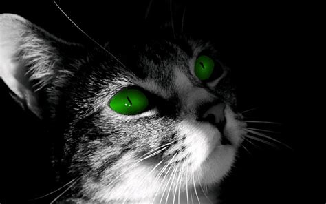 Black Cat with Green Eyes by BigBluePonyLover on deviantART