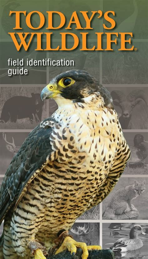 Today’s Wildlife Field Identification Guide is available now for Kindle and iBooks users – POMA