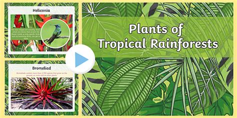 What are the Plants That Grow in the Rainforest? - Answered - Twinkl ...