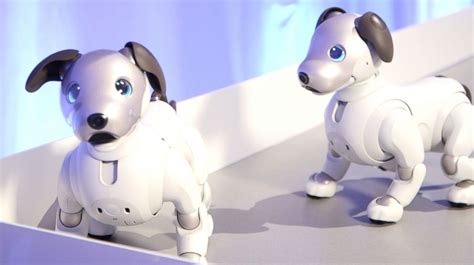 No long walks and cleanup required for Sony's new robot dog - ABC News