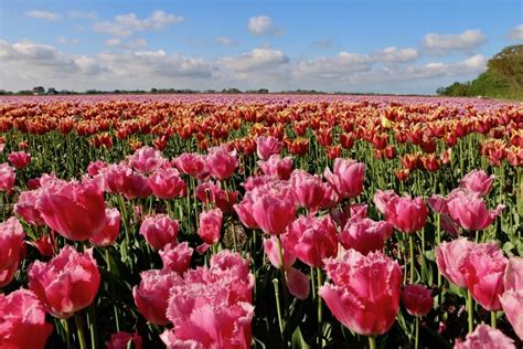 How to Visit Tulip Fields in Netherlands Without Crowds? | Hopping ...