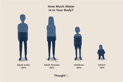 How Much of Your Body Is Water? What Percentage?