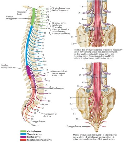 Cauda equina, cauda equina syndrome causes, symptoms & treatment