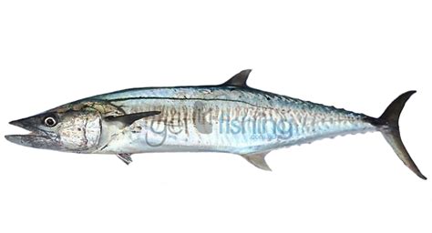 Spanish Mackerel | Get Fishing