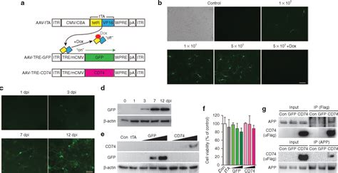 AAV2/1 CD74 Gene Transfer Reduces β-amyloidosis and Improves Learning ...