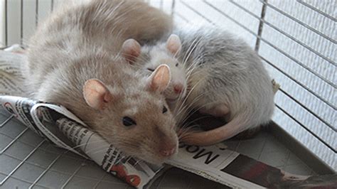 Rats Bree GIF - Find & Share on GIPHY